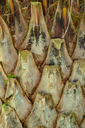 Palm trunk, natural texture. Summer background Vertical photoの写真素材