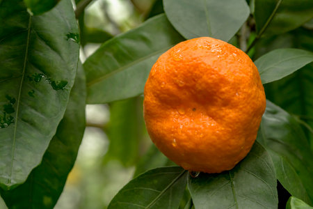One tangerine on branches with green leaves on a tree.の写真素材