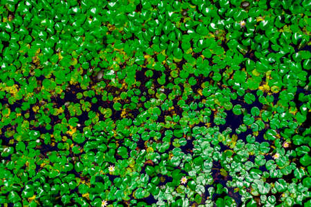 Lotus leaves and flowers in the lake, aerial top view, green water lilies and lotuses in tropical waters, aerial viewの写真素材