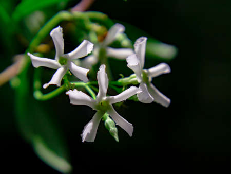 Chinese jasmine flowers isolated on dark background. natural natural backgroundの写真素材
