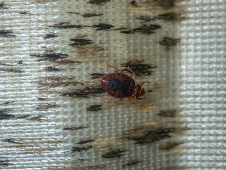 Infection with bed bugs, bugs are invisible on the mattress. Adults are able to reproduce quickly.
