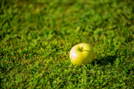Green, ripe apple on a background of grass. Summer natural background.の写真素材