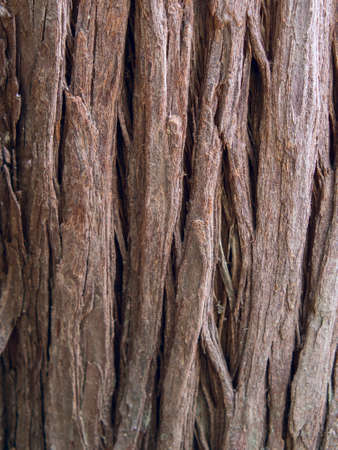 Close-up shot of the detail of the textured bark of a tree.の写真素材