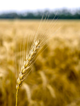 Ripe golden ears of wheat bent under their own weight. Ear of wheat close-up in daylight outdoors.の写真素材