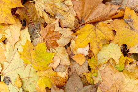 Yellow and orange autumn leaves background. Horizontal photo