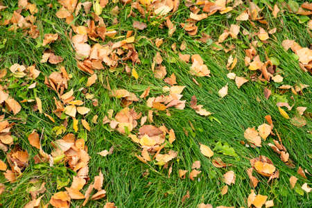 leaves on the grass. Natural autumn background.の写真素材