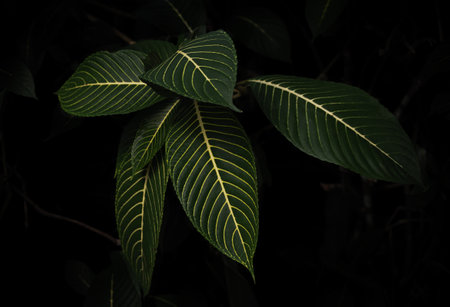 Exploring vibrant green leaves in the lush rainforest during the afternoon lightの写真素材