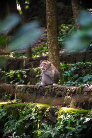 Monkey relaxing amidst lush greenery in a tranquil Bali sanctuary during a sunny dayの写真素材