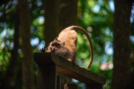 Monkey stretching on a wooden platform in Balis lush tropical forest during middayの写真素材