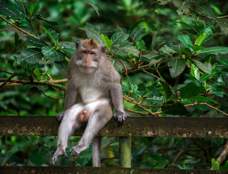 Explore the tranquil atmosphere of the monkey forest in Bali while observing playful monkeys in...