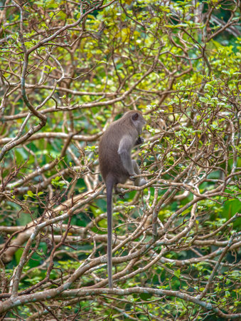 Exploring Balis Monkey Forest at midday with playful monkeys in the treesの写真素材