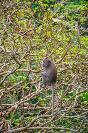 Exploring Balis Monkey Forest with playful monkeys and lush greenery overlooking travelersの写真素材