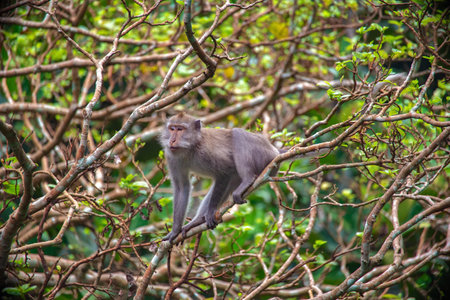 Exploring the lush monkey forest in Bali with playful wildlife in their natural habitatの写真素材