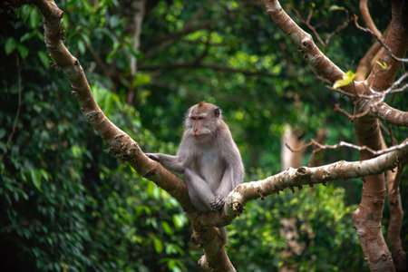 Exploring the dense greenery of Balis monkey forest with a monkey perched on a tree branchの写真素材