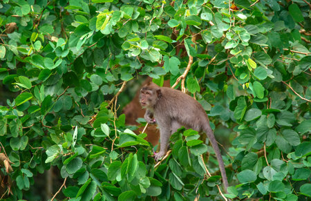 Experience the lively atmosphere of Balis monkey forest with playful monkeys among lush greeneryの写真素材