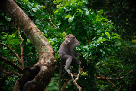 Exploring Balis Monkey Forest where playful macaques roam freely among lush greeneryの写真素材