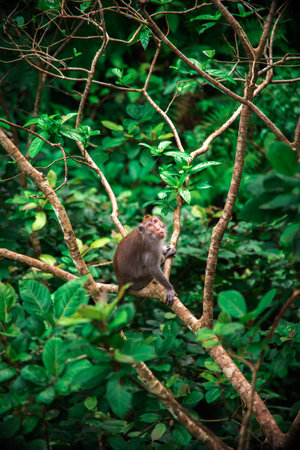 Exploring the lush monkey forest in Bali where playful creatures inhabit vibrant greeneryの写真素材