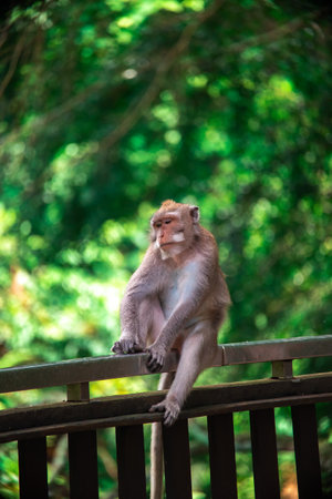 Majestic monkey enjoys the sun in Balis charming monkey Forestの写真素材