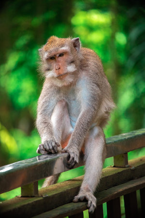 Discovering the enchanted monkey forest in Bali while observing playful monkeys at dayの写真素材
