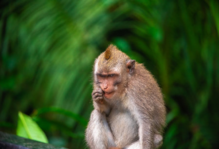 Exploring Balis monkey forest where playful macaques roam freely in lush greeneryの写真素材
