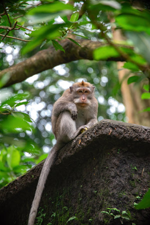 A macaque rests on a rock amidst the lush greenery of the Bali rainforest.の写真素材