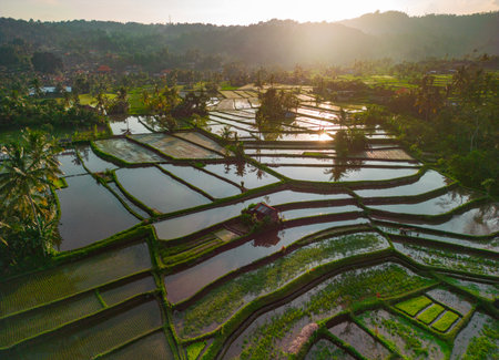 Stunning summer drone view of Balis terraced rice fields at sunsetの写真素材