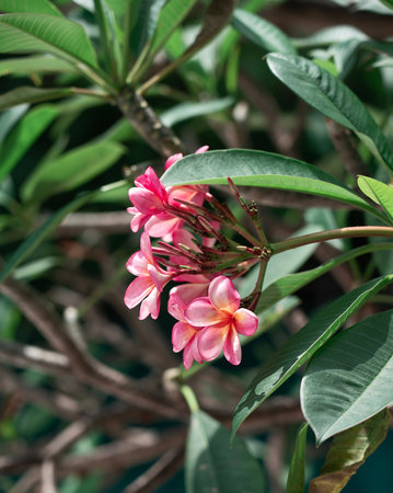 Vibrant plumeria blossoms thrive amidst lush greenery in Balis summer paradiseの写真素材