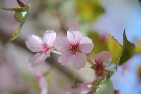 Delicate pink cherry blossoms in soft spring light.の写真素材