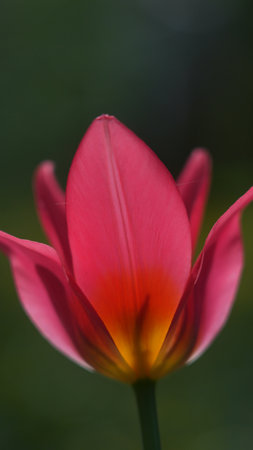 Red tulip close up with soft blurred background.の写真素材