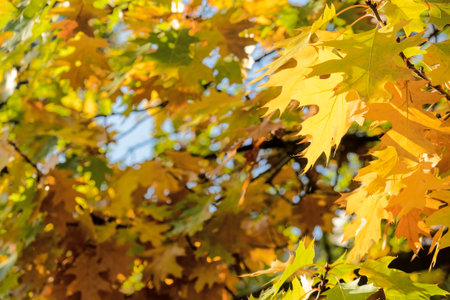 Golden leaves on tall trees in bright forest. Autumn backgroundの写真素材
