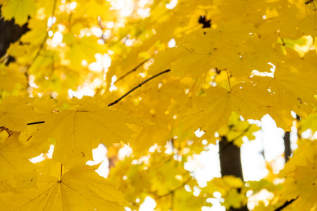 Vibrant yellow leaves create a golden canopy in an autumn forest under soft sunlightの写真素材