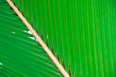 Macro photography of green palm leaf with veins and texture, natural background.の写真素材