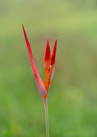 Bright red-orange stelicidia flower on a green background, close-up.の写真素材