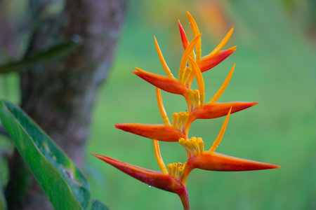 Heliconia flower with bright orange and yellow petals on a blurred background.の写真素材