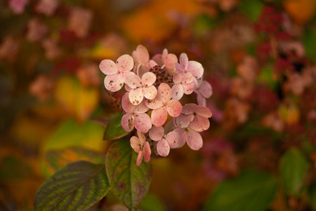 Delicate pink hydrangea flowers against a backdrop of autumn leaves in soft, diffused light.の写真素材