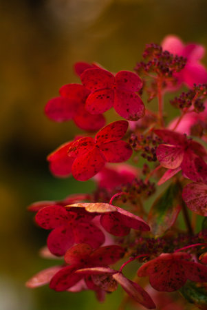 Bright red hydrangea flowers in an autumn garden against a blurred green background.の写真素材