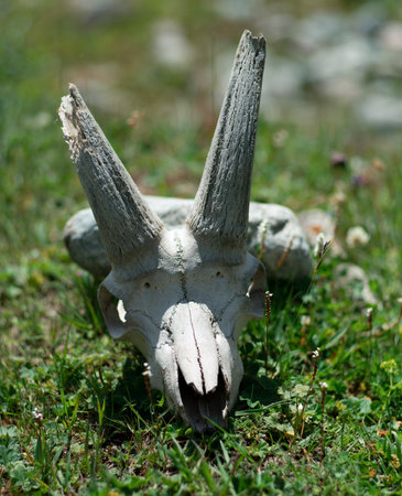 An animal skull with horns lies on the grass in the sunlight.の写真素材
