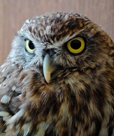 Close-up of owl eye with sharp feathers texture and deep yellow iris.の写真素材