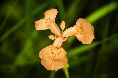 Delicate yellow iris flower in soft natural light with green background.の写真素材