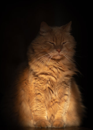 A fluffy ginger cat sits in the darkness, illuminated by light.の写真素材