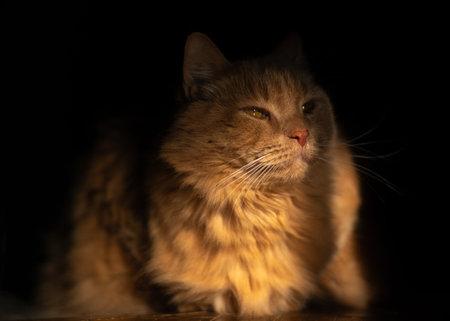 Ginger cat in sunlight on dark background, cozy pet portrait.の写真素材