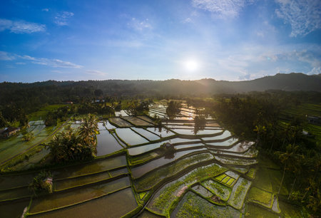 Bali rice terraces at sunset aerial view of tropical landscape with reflectionsの写真素材