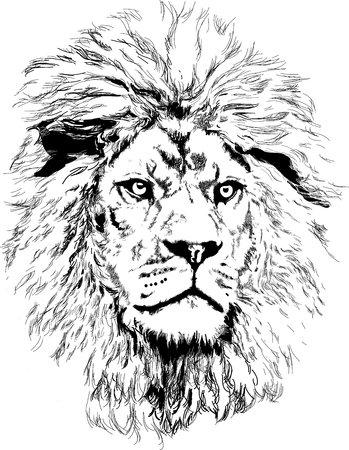 lion head vectorのイラスト素材