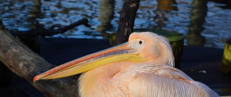 Pelican beautyの写真素材