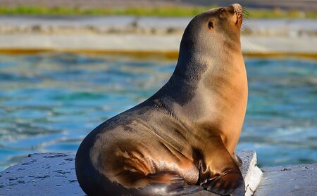 Seal under the cold winter sun.の写真素材