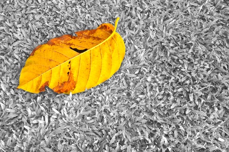 Desaturated gardenの写真素材