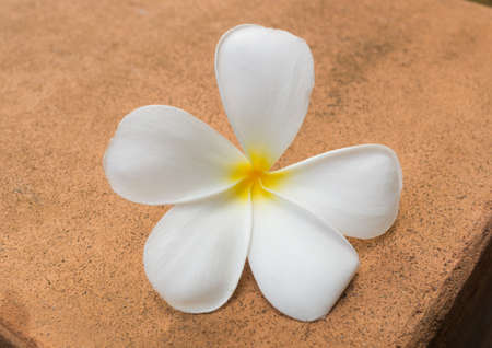 white flowers in the backyardの写真素材