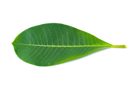 leaf isolated on white backgroundの写真素材