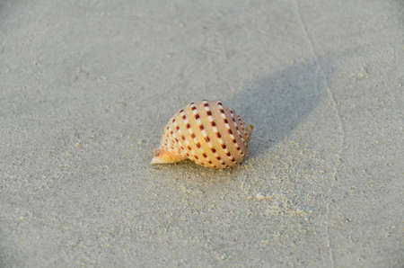 Sea shell on tropical beachの写真素材
