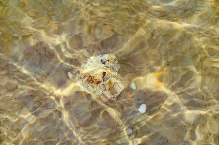 Shellfish in the seaの写真素材